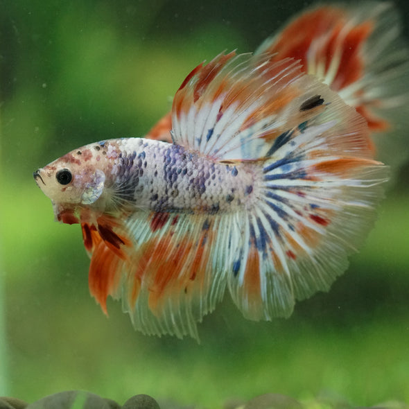 Galaxy/Candy Koi Halfmoon - 14 weeks old