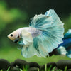 Dumbo Halfmoon - 12 weeks old