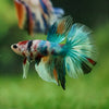 Galaxy/Candy Koi Halfmoon - 14 weeks old