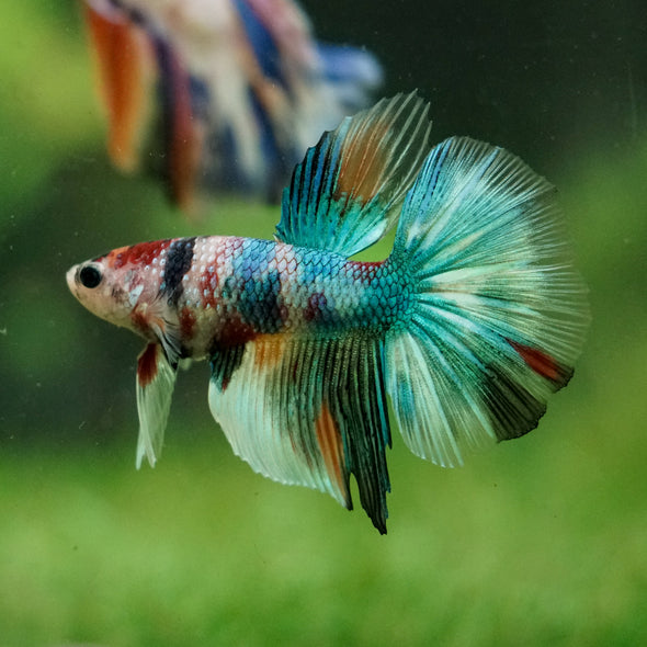 Galaxy/Candy Koi Halfmoon - 14 weeks old