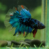 Black Base Galaxy Koi Halfmoon (Avatar) - 14 weeks old