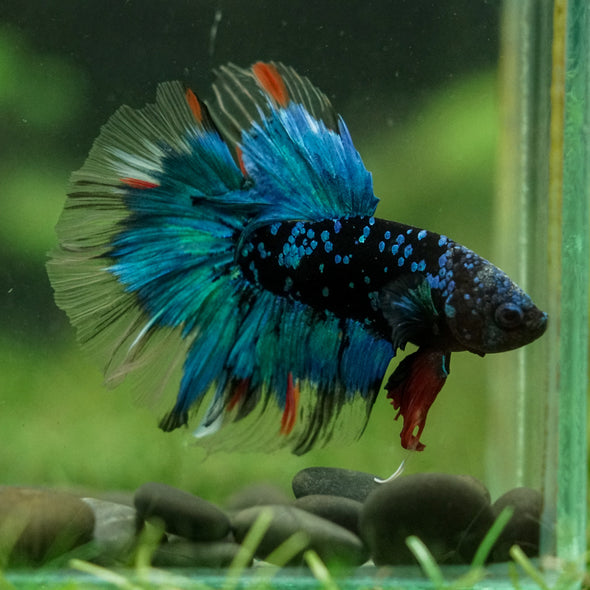 Black Base Galaxy Koi Halfmoon (Avatar) - 14 weeks old