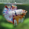 Galaxy/Candy Koi Halfmoon - 13 weeks old