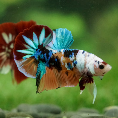 Multicolor/Galaxy Koi Plakat -16 weeks Old