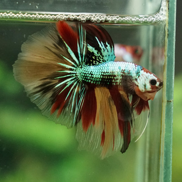 Galaxy Koi Halfmoon - 13 weeks old
