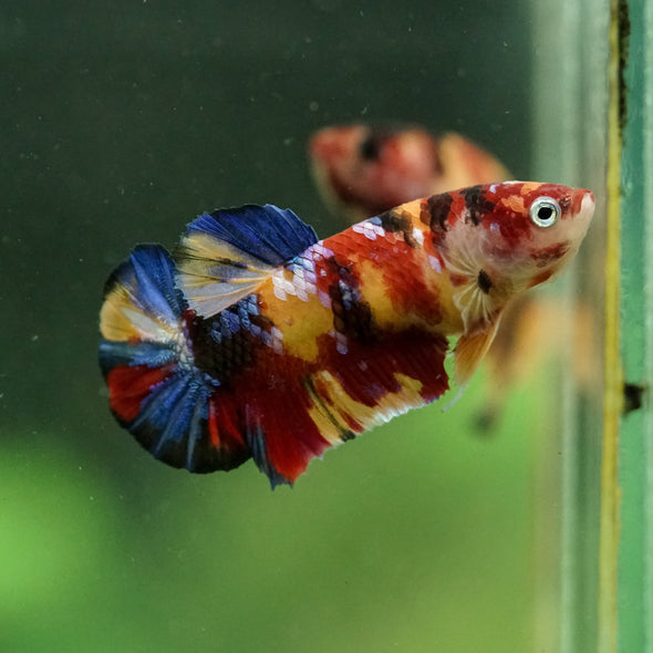 Multicolor/ Galaxy Koi Plakat- Female- 13 Weeks Old