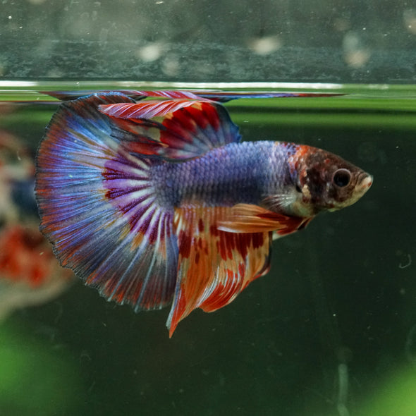 Galaxy/Candy Koi Halfmoon - 11 weeks old