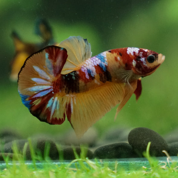 Multicolor/Galaxy Koi Plakat -13 weeks Old