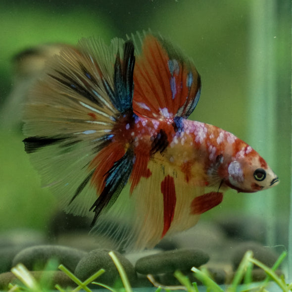 Candy/Galaxy Koi Halfmoon - 11 weeks old