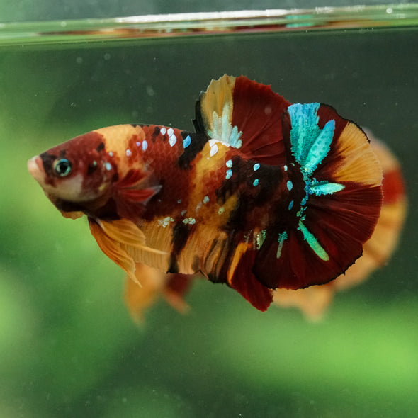 Multicolor/Galaxy Koi Plakat -16 weeks Old