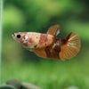 Multicolor/ Galaxy Koi Plakat- Female- 13 Weeks Old