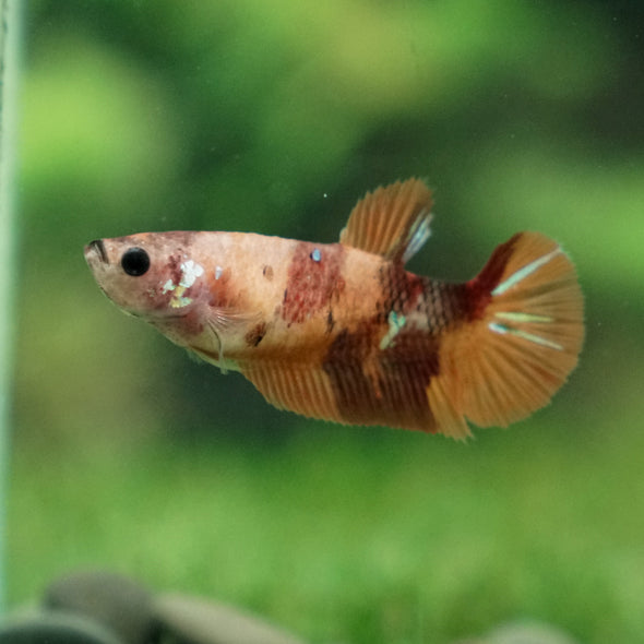 Multicolor/ Galaxy Koi Plakat- Female- 13 Weeks Old