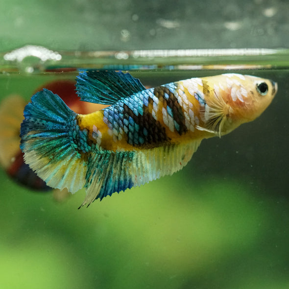 Multicolor/ Galaxy Koi Plakat- Female- 13 Weeks Old