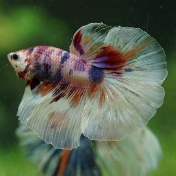 Galaxy/Candy Koi Halfmoon - 14 weeks old