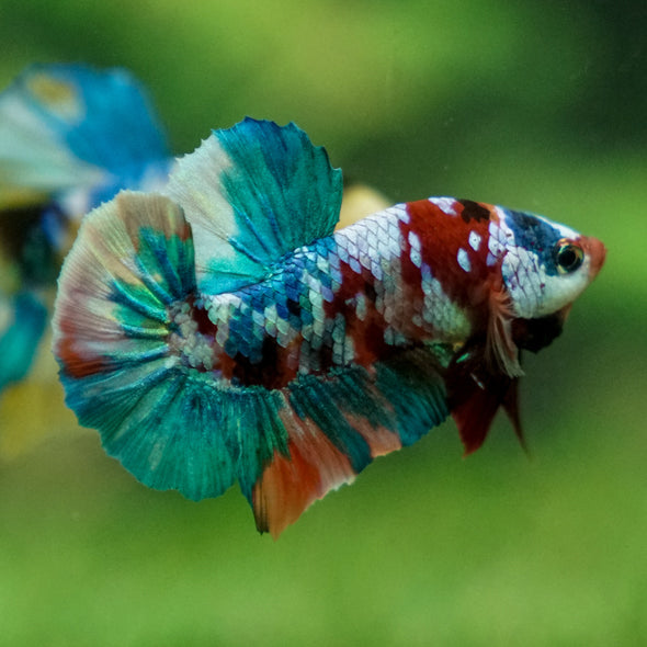 Multicolor/Galaxy Koi Plakat -13 weeks Old