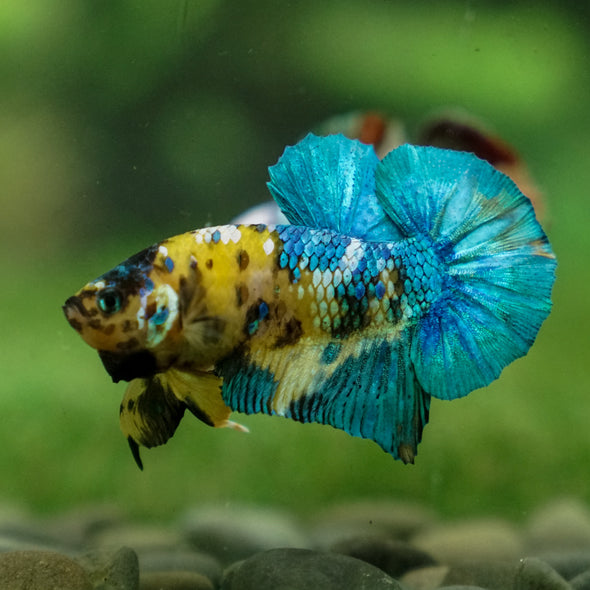 Multicolor/Galaxy Koi Plakat -13 weeks Old