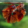 Galaxy/Candy Koi Halfmoon - 14 weeks old