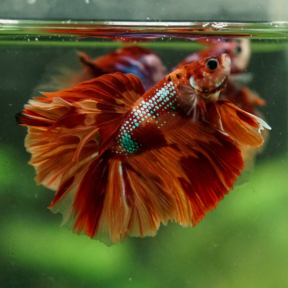 Galaxy/Candy Koi Halfmoon - 14 weeks old