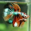 Galaxy/Candy Koi Halfmoon - 14 weeks old