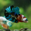Multicolor/Galaxy Koi Plakat -16 weeks Old