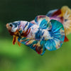 Multicolor/Galaxy Koi Plakat -16 weeks Old