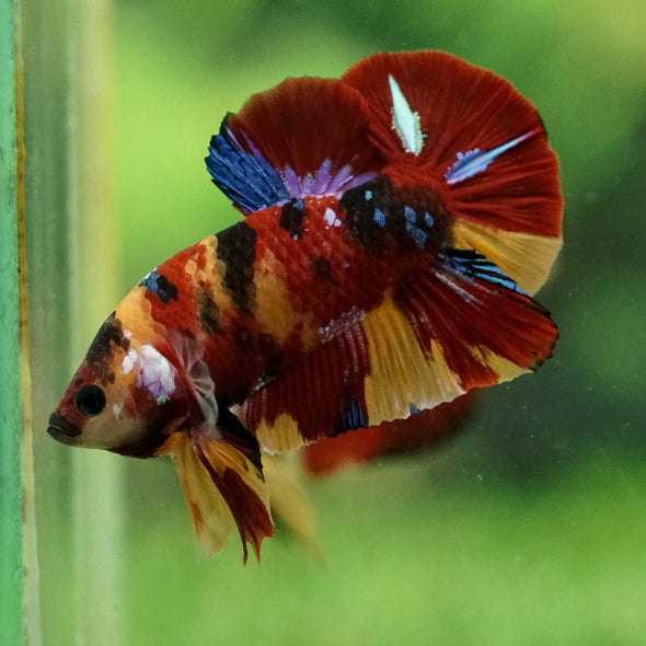 Multicolor/Galaxy Koi Plakat -15 weeks Old