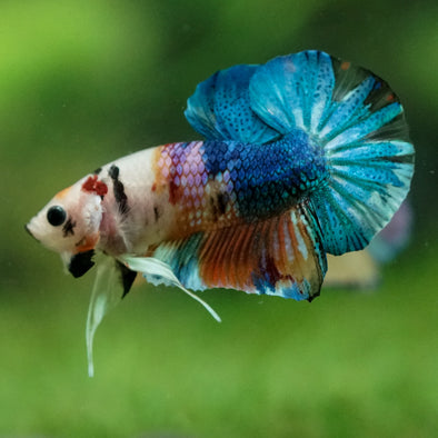 Multicolor/Galaxy Koi Plakat -11 weeks Old