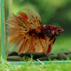 Galaxy/Candy Koi Halfmoon - 14 weeks old