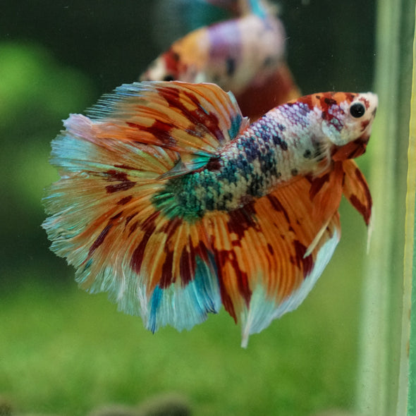 Galaxy/Candy Koi Halfmoon - 13 weeks old