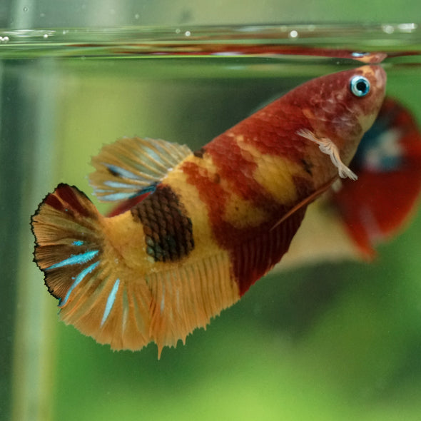 Multicolor/ Galaxy Koi Plakat- Female- 13 Weeks Old