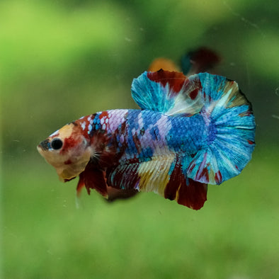 Multicolor/Galaxy Koi Plakat -13 weeks Old