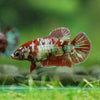 Multicolor/ Galaxy Koi Plakat - Female- 13 Weeks Old