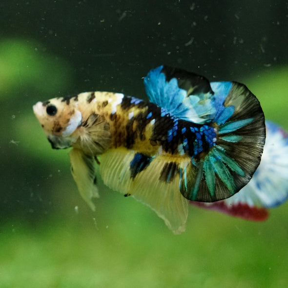 Multicolor/Galaxy Koi Plakat -16 weeks Old