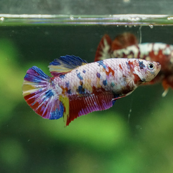 Pack of 5 Multicolored/Galaxy Koi Plakat - Female