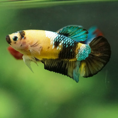 Multicolor/ Galaxy Koi Plakat- Female- 13 Weeks Old