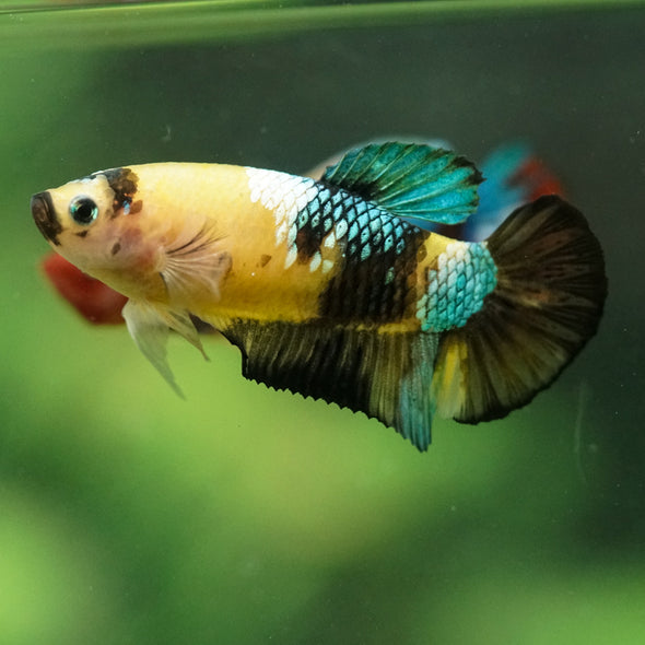 Multicolor/ Galaxy Koi Plakat- Female- 13 Weeks Old