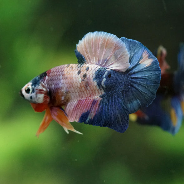 Multicolor/Galaxy Koi Plakat -16 weeks Old