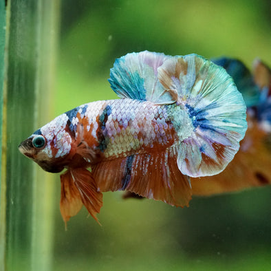 Multicolor/Galaxy Koi Plakat -16 weeks Old