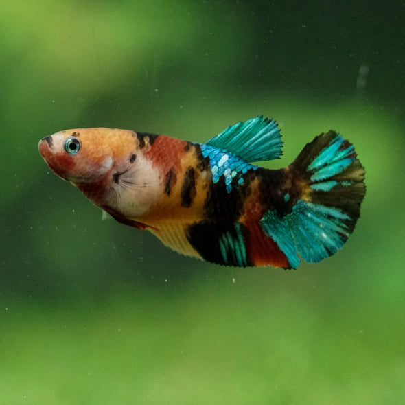 Multicolor/ Galaxy Koi Plakat- Female- 13 Weeks Old