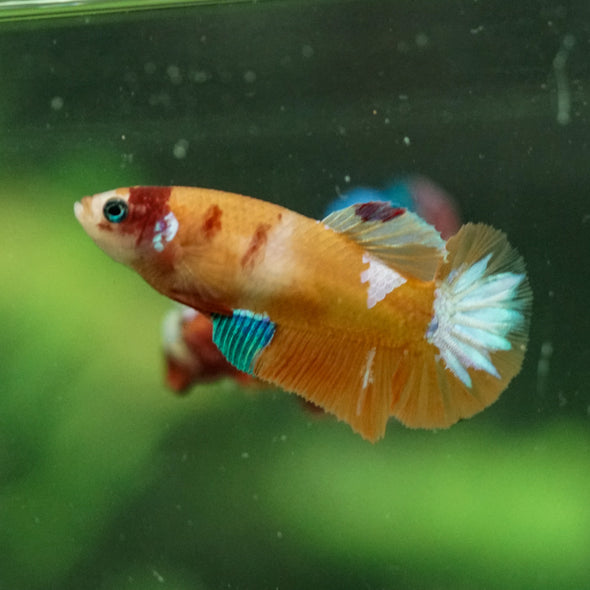 Multicolor/ Galaxy Koi Plakat- Female- 13 Weeks Old