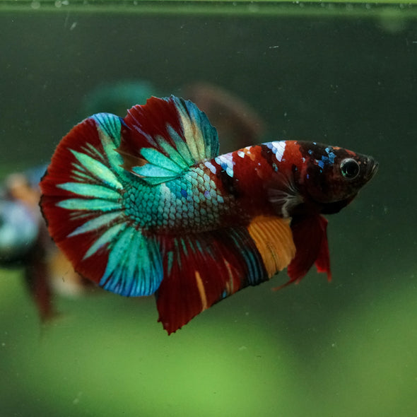 Multicolor/Galaxy Koi Plakat -16 weeks Old