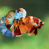 Multicolor/Galaxy Koi Plakat -16 weeks Old