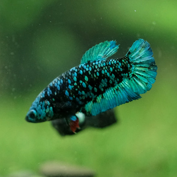 Black Galaxy Koi Plakat (Avatar) - Female- 13 Weeks Old