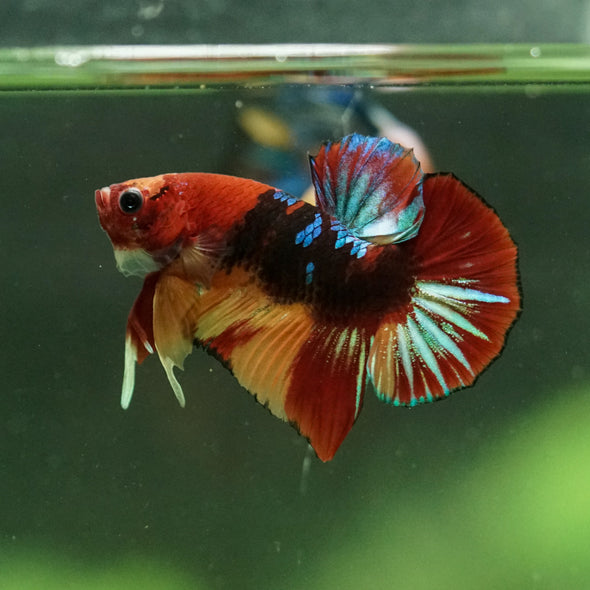 Multicolor/Galaxy Koi Plakat -10 weeks Old