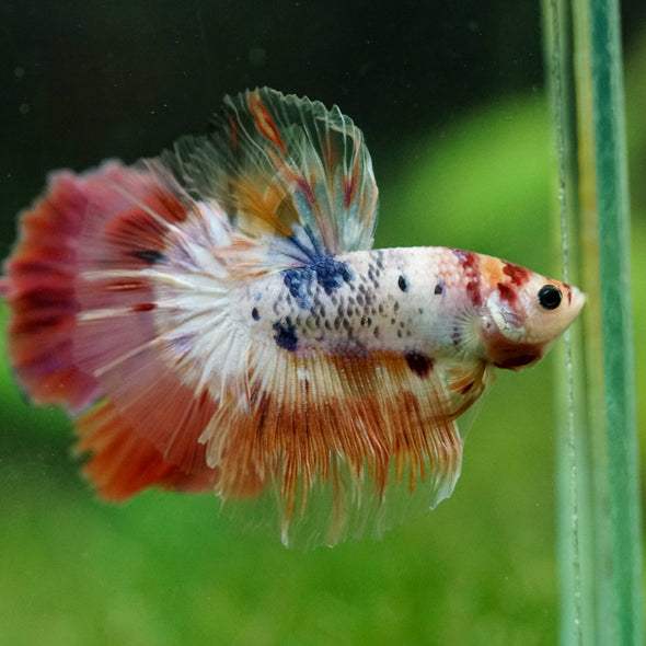 Galaxy/Candy Koi Halfmoon - 11 weeks old