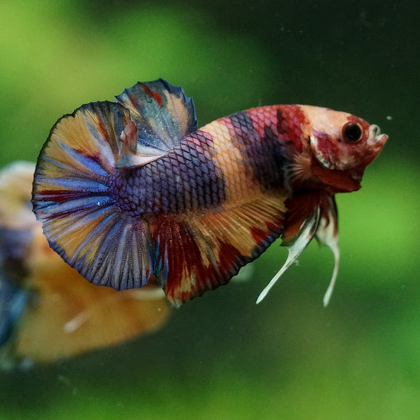 Multicolor/Galaxy Koi Plakat -11 weeks Old