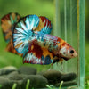 Multicolor/Galaxy Koi Plakat -16 weeks Old