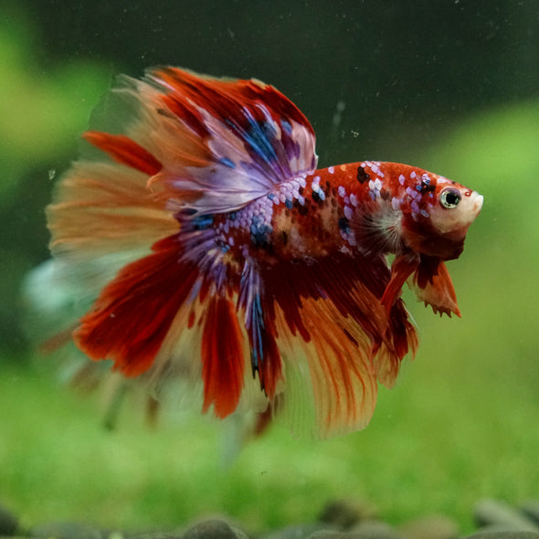 Galaxy/Candy Koi Halfmoon - 14 weeks old