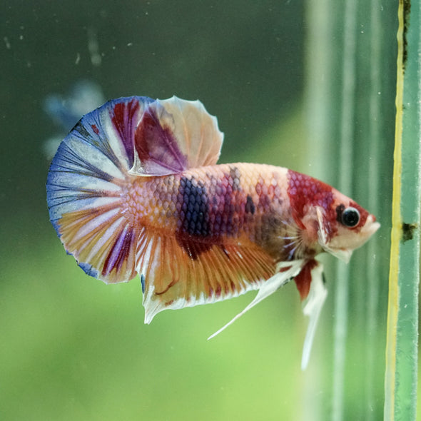 Multicolor/Galaxy Koi Plakat -14 weeks Old