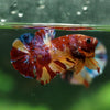 Multicolor/Galaxy Koi Plakat -15 weeks Old